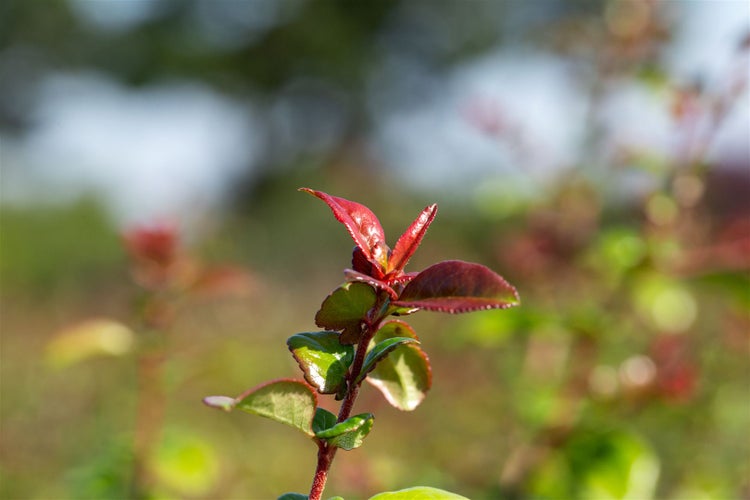 Nahaufnahme einer Hecke mit grünen und roten Blättern