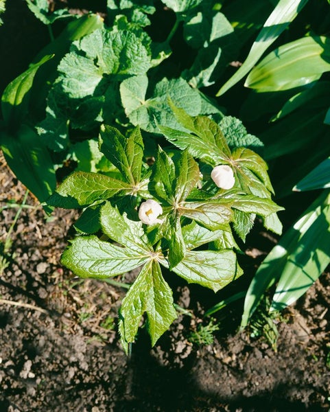 Pflanze mit grünen Blättern und weißen Blüten im Gartenbeet