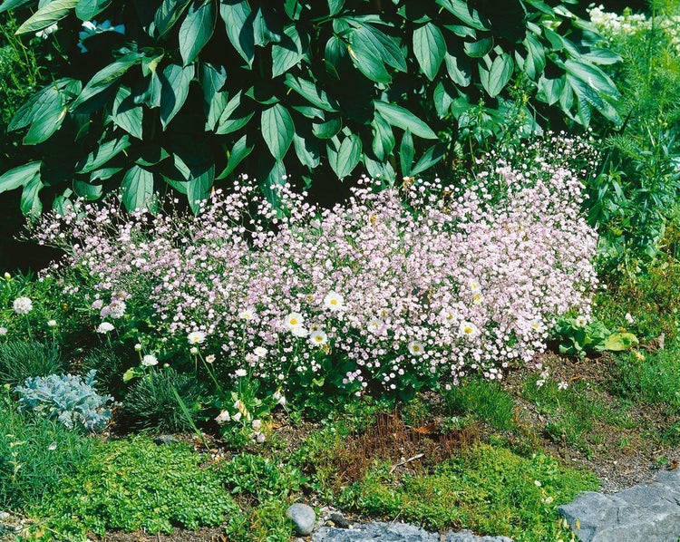 Rosa blühendes Schleierkraut Rosenschleier als Bodendecker in einem hellen, gepflegten Gartenbeet vor Pflanzen mit großen, grünen Blättern.
