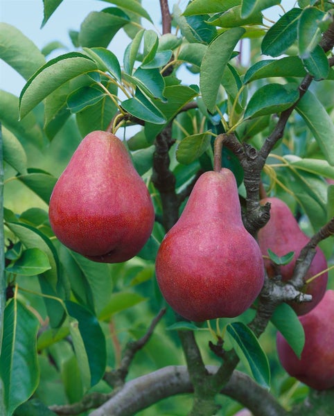 Pyrus communis 'Rote Williams Christ', Birne, rot, 150–200 cm