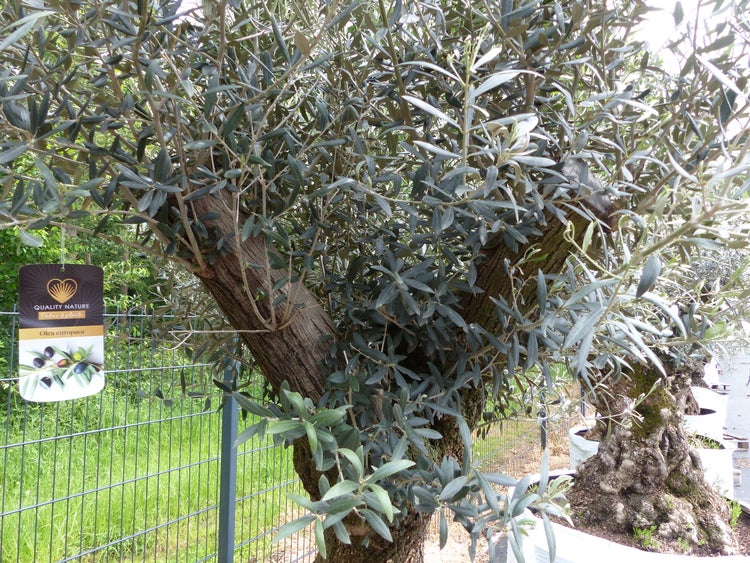 genau dieser Baum L7 Olivenbaum 245 cm, knorrige alte urige Olive winterhart