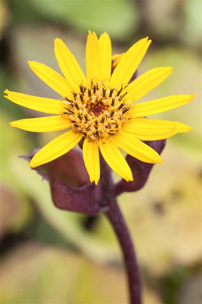Nahaufnahme einer gelben Garten-Sonnenblume