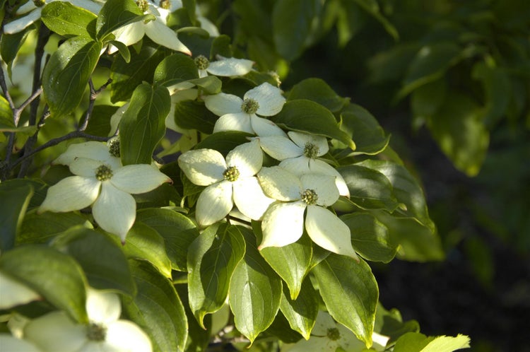 Cornus kousa chinensis 'Wieting's Select', Chinesischer Hartriegel, 60–80 cm