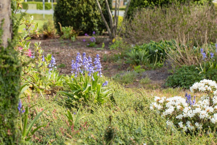 Blühende Gartenlandschaft mit Frühlingsblumen