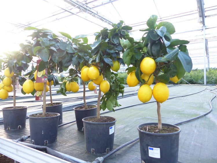 beste Sorte: Bonsai Meyer Meyerii Zitrone echter Zitronenbaum 60 - 70 cm Citrus Limon Zitruspflanze