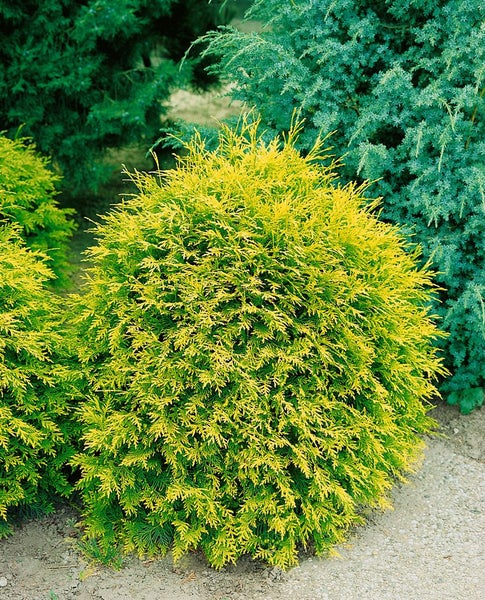 Thuja occidentalis 'Amber Glow', Lebensbaum, gelbgrün, 20–25 cm