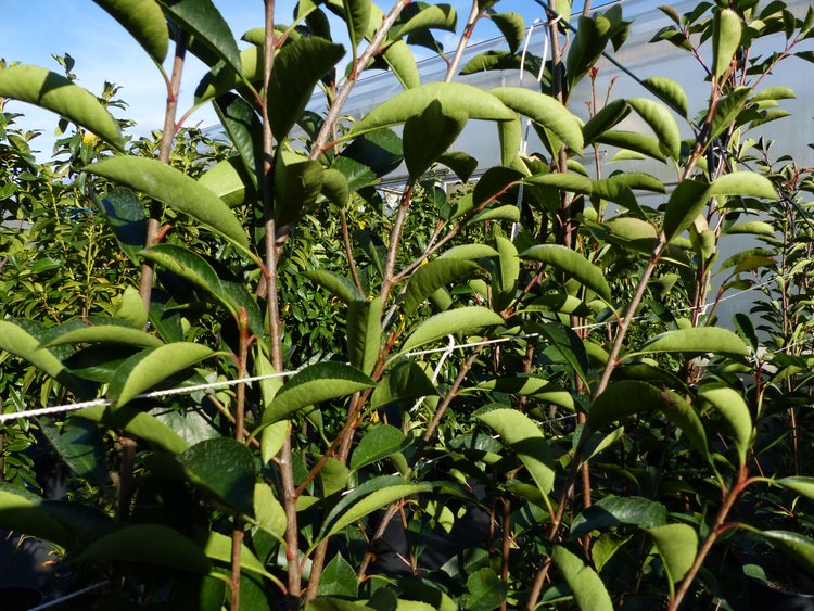 Photinia Fraseri 165 - 190 cm Red Robin Glanzmispel | HORNBACH