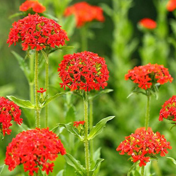 Brennende Liebe Pflanze im Garten