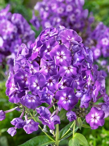 Phlox paniculata 'Purple Kiss', Flammenblume, lila, ca. 11x11 cm Topf