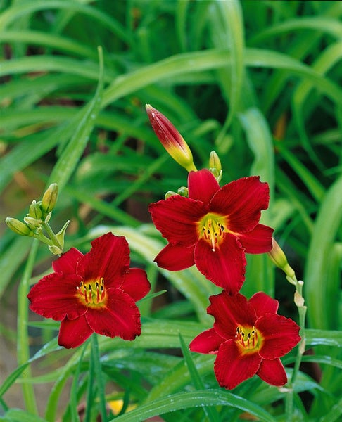 Hemerocallis x cult. 'Pardon Me', Taglilie, rot, ca. 11x11 cm Topf