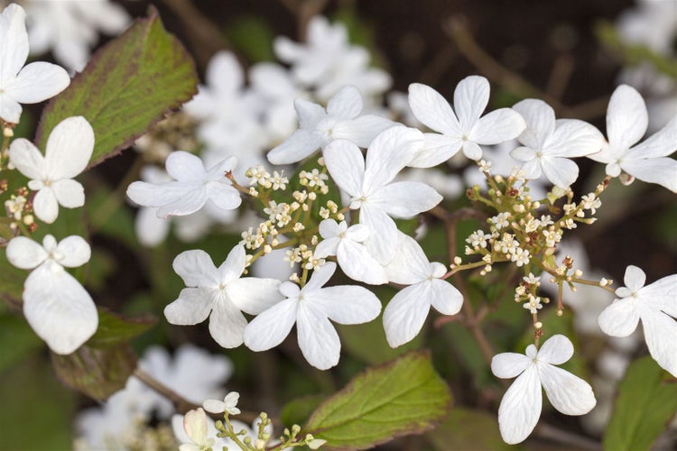 Viburnum plicatum 'Watanabe', Japanischer Schneeball, weiß, 40–60 cm