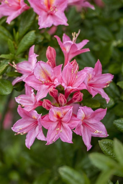 Rhododendron luteum 'Rosata', gelb-rosa, 40–50 cm