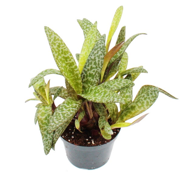 Scilla violacea Leopard Lily - Tigerblatt 12cm