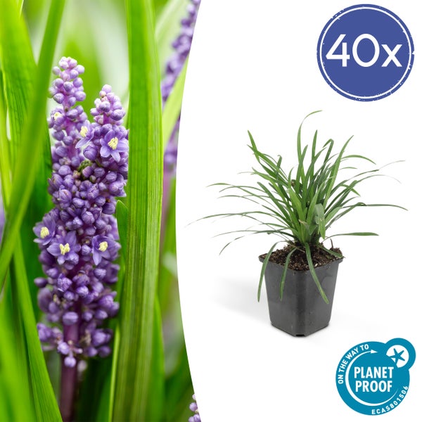 Glöckchentraube - Liliengras - Liriope muscari 'Moneymaker' - 9cm Topf - Set mit 40 Pflanzen