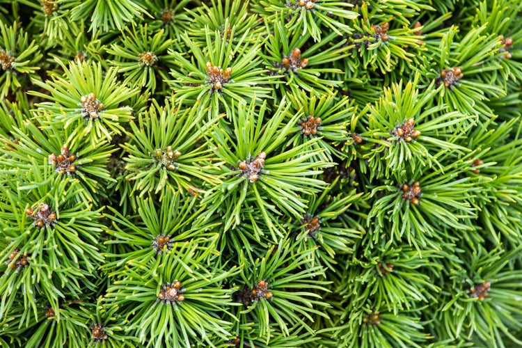 Pinus mugo 'Mini Mops', Bergkiefer, kompakt, 25–30 cm