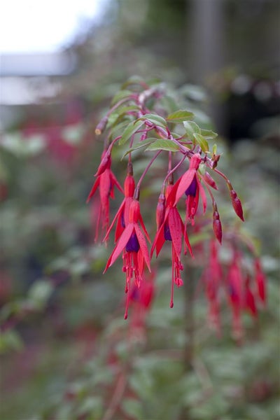 Fuchsia magellanica 'Riccartonii', winterhart, rot-violett, 30–40 cm