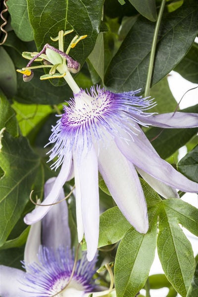 Passiflora caerulea, Blaue Passionsblume, 40–60 cm