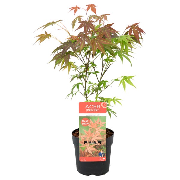 Acer palmatum 'Atropurpureum' - Japanischer Ahorn - Strauch - Winterhart - ⌀13 cm - ↕25-35 cm