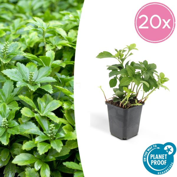 Bodendecker Schattengrün Dickmännchen Pachysandra term. 'Green Carpet' 9cm Topf 20 Pflanzen