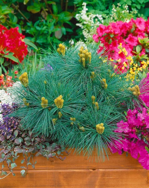 Pinus strobus 'Macopin', Weymouth-Kiefer, kompakt, 30–40 cm