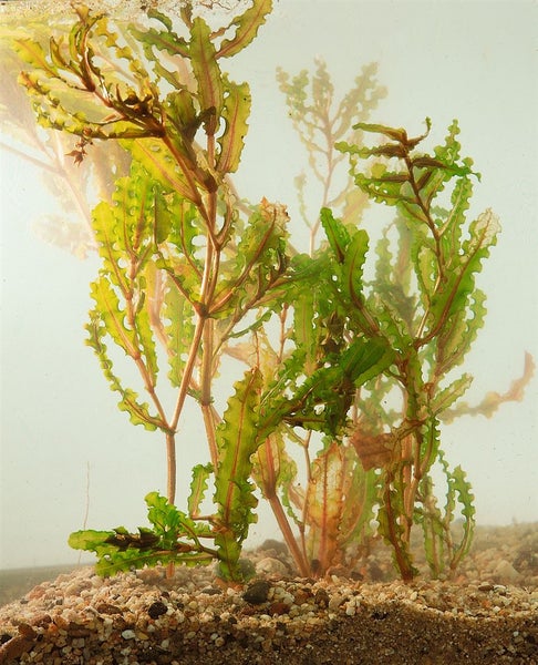 Aquarium mit Crinum calamistratum Wasserpflanze