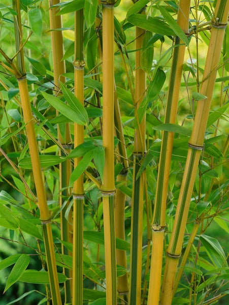 Phyllostachys aureosulcata 'Spectabilis', Bambus, gelb-grün, 100–150 cm