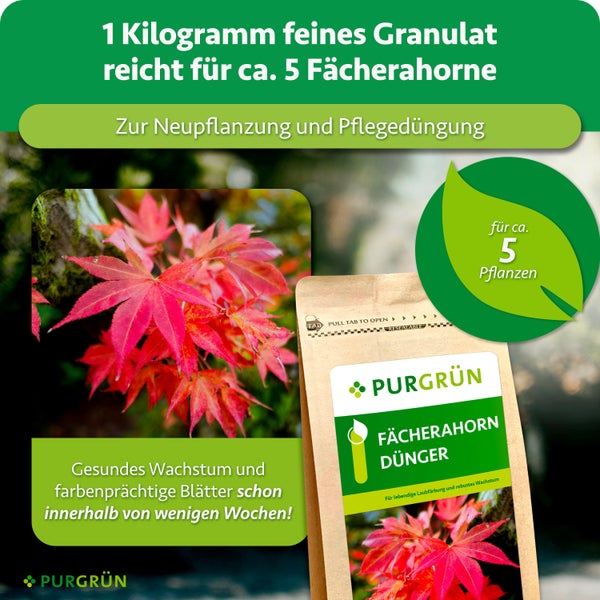 PURGRÜN Fächerahorn Dünger in der Verpackung mit einem Kilogramm Granulat für fünf Pflanzen zur Neupflanzung und Pflegedüngung.