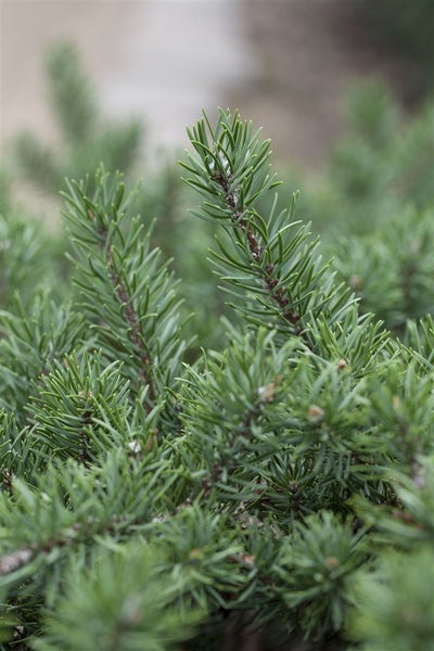 Pinus banksiana, Kiefer, 60–80 cm