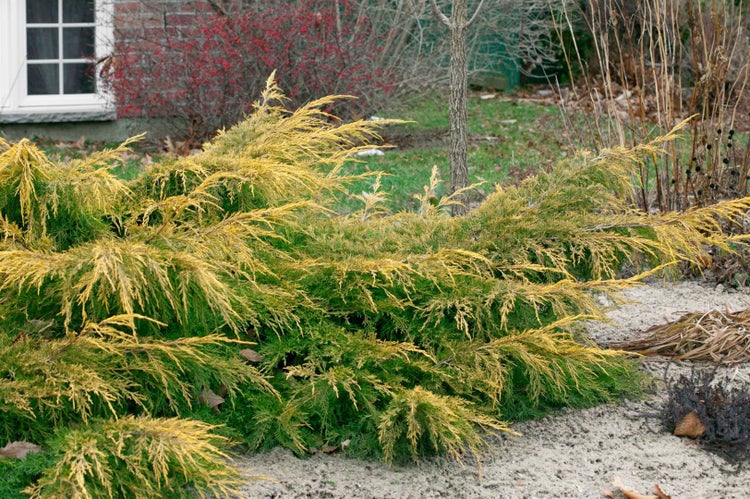 Juniperus media 'Pfitzeriana Aurea', Gold-Wacholder, 30–40 cm