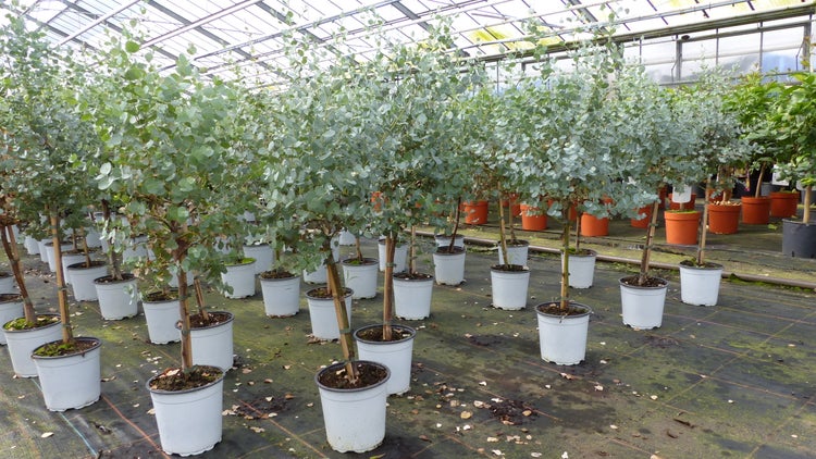 Eucalyptus Cinerea Stamm Eukalyptusbaum, 70 - 90 cm, Pflanze winterhart