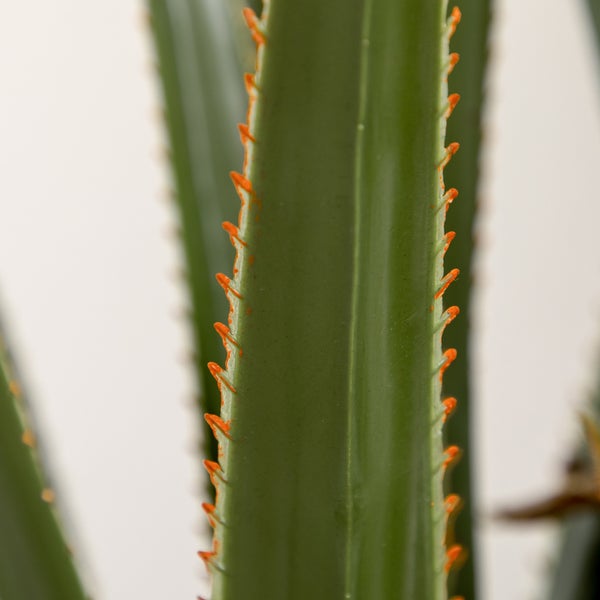 Nahaufnahme eines grünen Sukkulentenblattes mit kleinen orangefarbenen Dornen an den Rändern.
