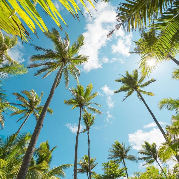 Blick auf Palmen vor blauem Himmel