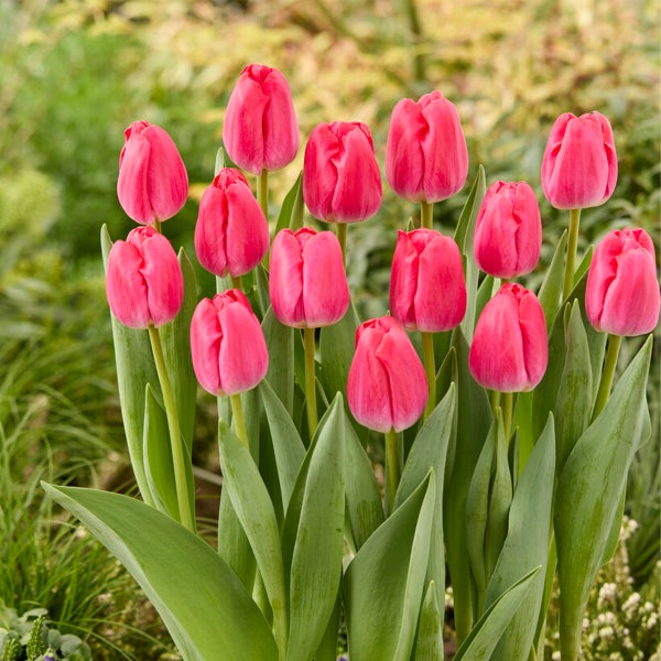 Bloomique - Mischung aus 20 - Tulipa - Tulpenzwiebeln - Rosa - Blumenzwiebeln - Frühlingsblüher - Mehrjährige Pflanzen - Wird bis zu 45-55 cm groß