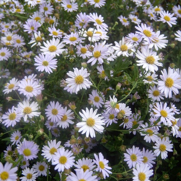Nahaufnahme von blühenden Raublattastern im Garten.