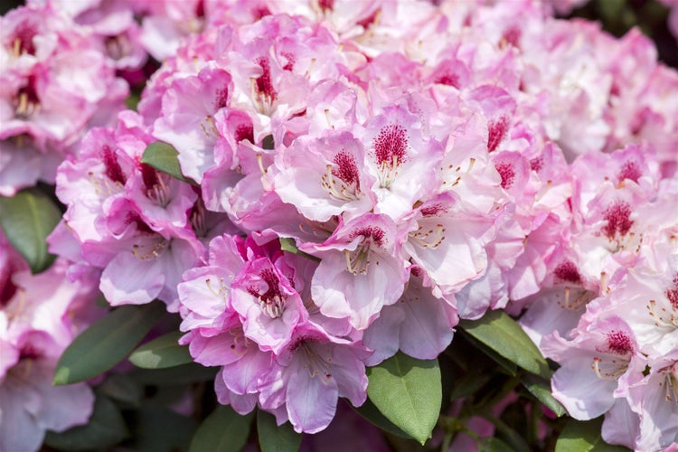 Nahaufnahme von rosa blühenden Rhododendren