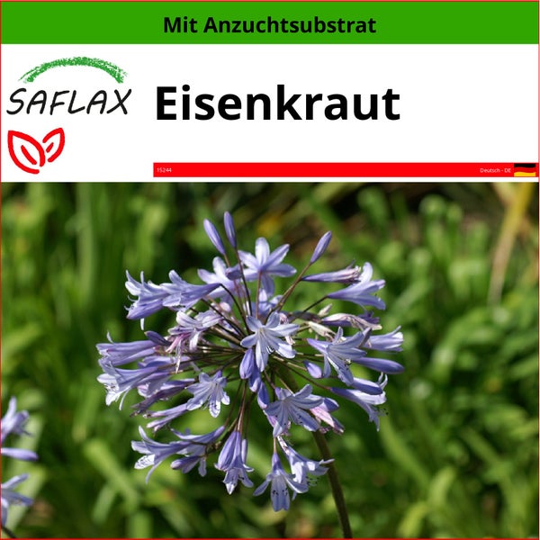 SAFLAX  - Eisenkraut - Verbena officinalis - 250 Samen - Mit keimfreiem Anzuchtsubstrat