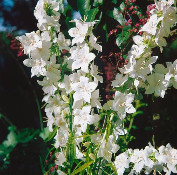 Blütenstand mit weißen Glockenblumen im Garten