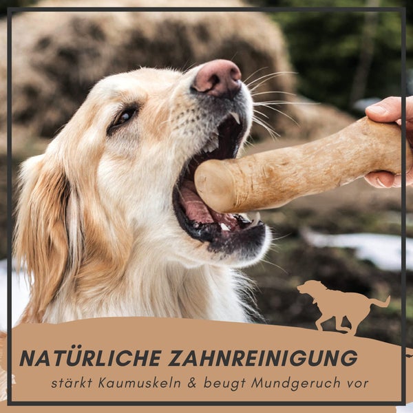 Golden Retriever kaut auf einem Holzkaustab zur natürlichen Zahnreinigung