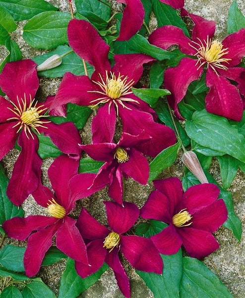 Clematis Hybride 'Niobe', Waldrebe, dunkelrot, 60–100 cm
