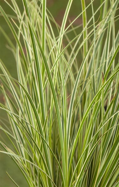 Carex conica 'Snowline', Ziergras, weiß-grün, ca. 9x9 cm Topf