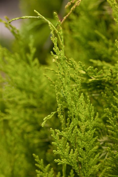 Chamaecyparis lawsoniana 'Golden Wonder', gelbgrün, 60–80 cm