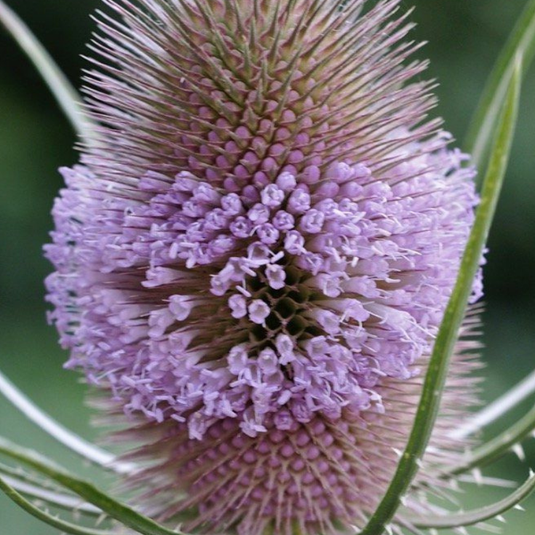 Nahaufnahme einer blühenden Karde