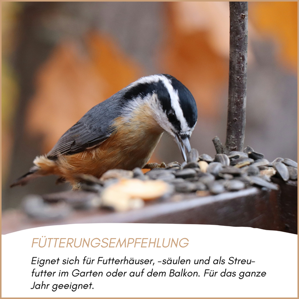Kleinvogel frisst Sonnenblumenkerne. Fütterungsempfehlung: Ganzjährig geeignet für Futterhäuser, Futtersäulen und Streufutter.