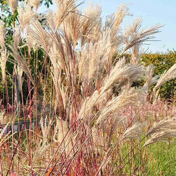 Chinaschilf im Garten