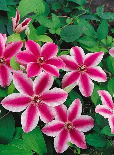 Clematis Hybride 'Carnaby', Waldrebe, zweifarbig rosa-weiß, 60–100 cm