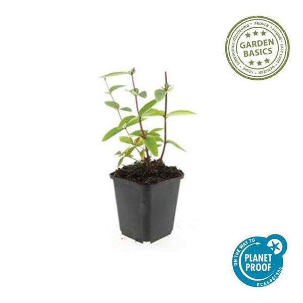 Kleine grüne Pflanze im schwarzen Kunststofftopf mit Garden Basics Logo und On the way to Planet Proof Siegel.