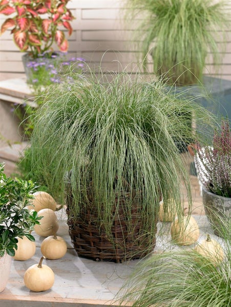 Carex comans 'Amazon Mist', Ziergras, ca. 9x9 cm Topf