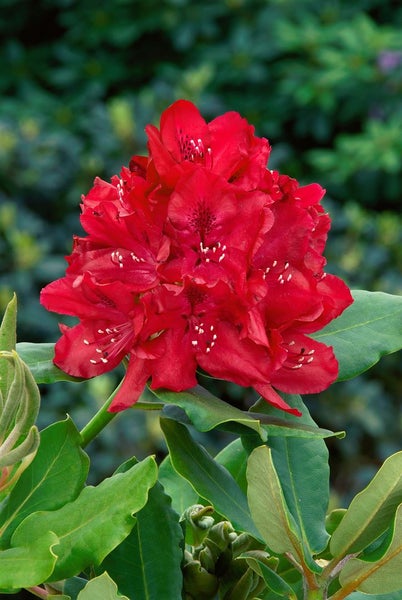 Rhododendron Hybr. 'Karl Naue', Rhododendron, 30–40 cm, rosa Blüten