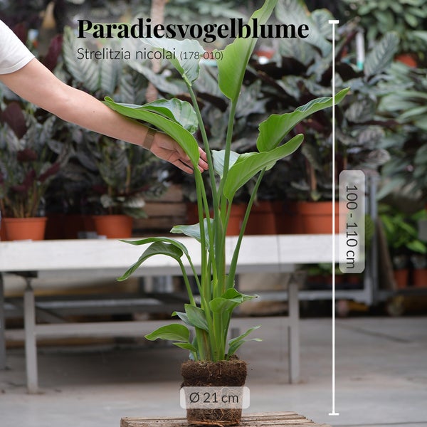 Strelitzie Strelitzia nicolai | XXL Zimmerpflanze 100–110 cm hoch | mit 2–3 Trieben im 21 cm-Topf | Pflegeleicht für Wohnzimmer