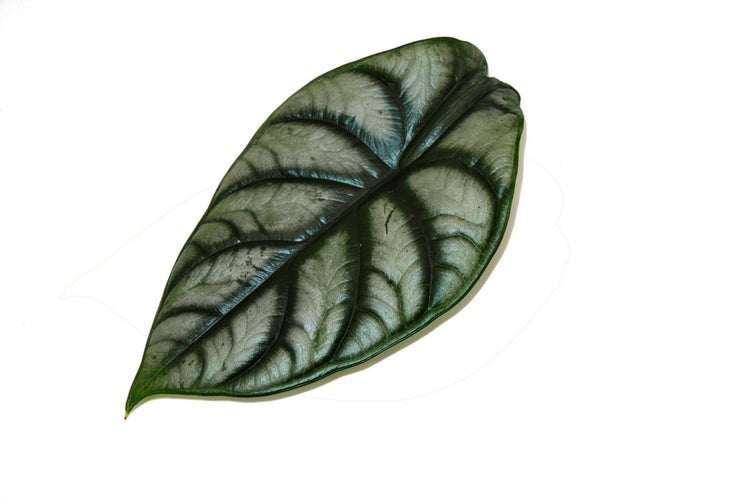 Alocasia baginda Silver Dragon Tropenwurz Alokasie Silbernes Drachenschuppen-Pfeilblatt 12cm Topf